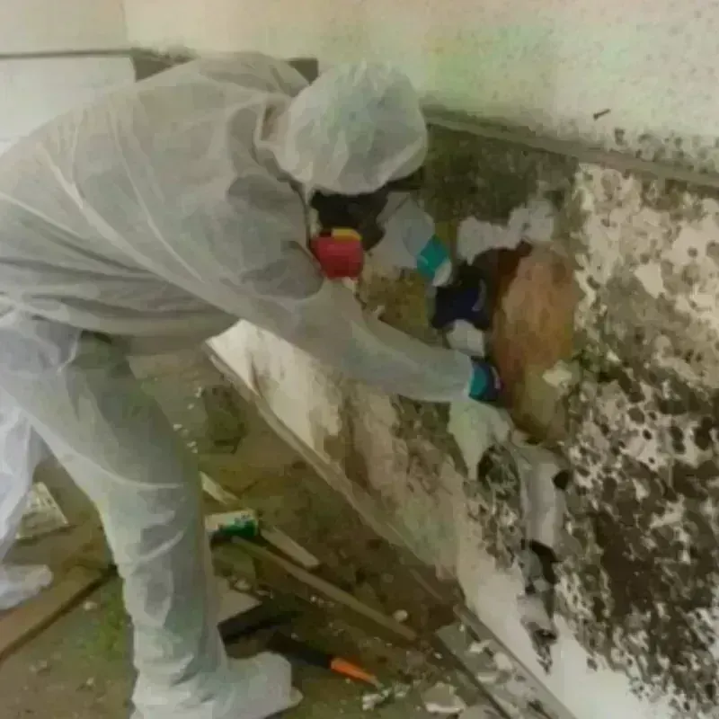 Mold Remediation and Removal in Peachtree City, GA